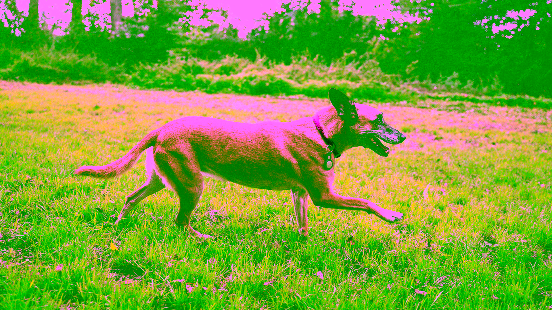 Aktiver Hund läuft entspannt über eine Wiese als Sinnbild für gesunde Gelenke.