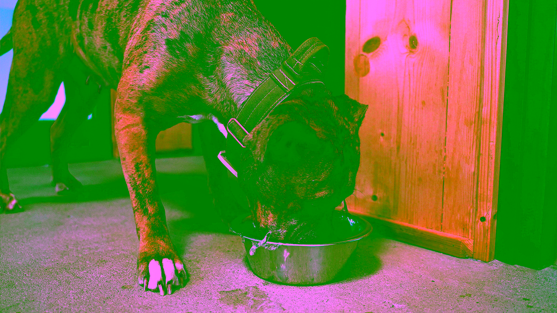 Hund trinkt Wasser aus dem Napf, ausreichend Flüssigkeit beugt Verstopfung vor.