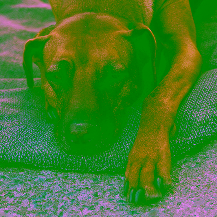 Hund erbricht: Ursachen, Soforthilfe und wann zum Tierarzt