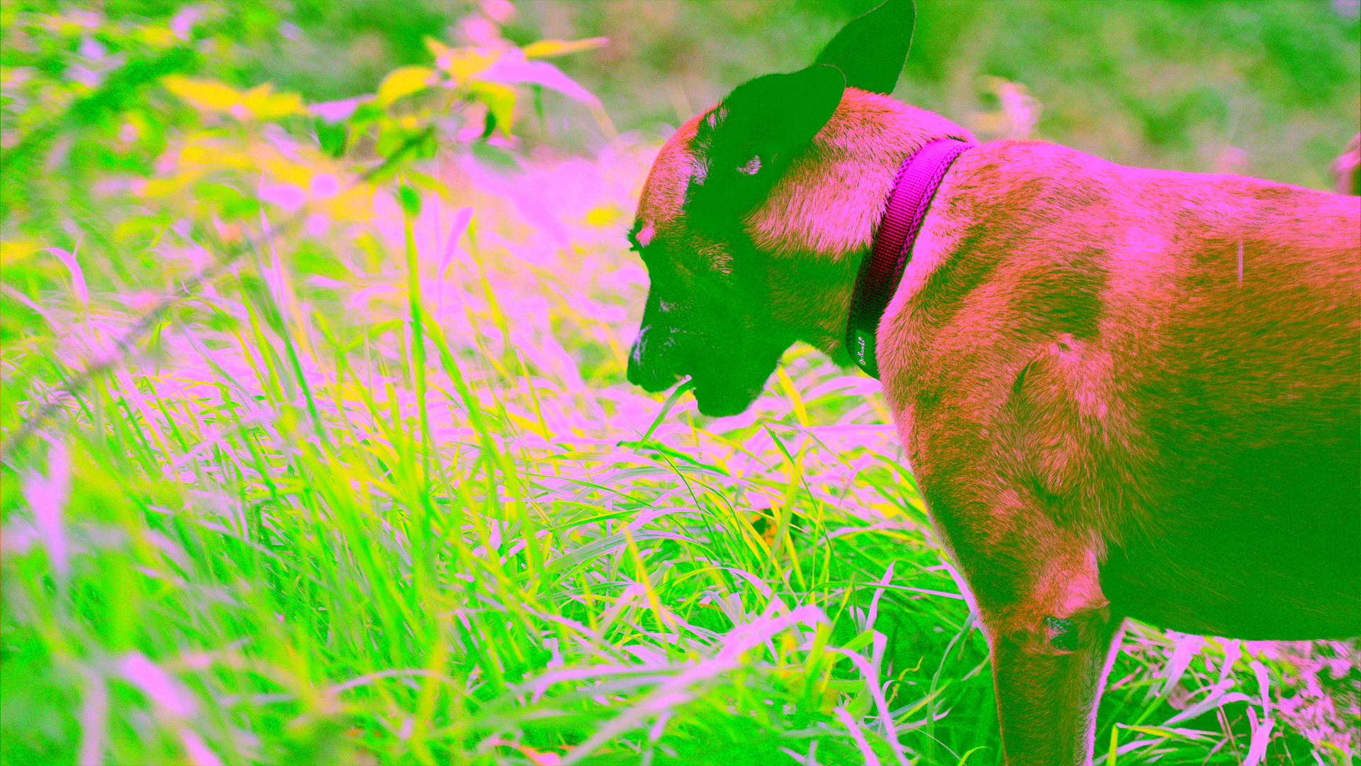 Hund frisst entspannt Gras auf einer grünen Wiese beim Spaziergang.