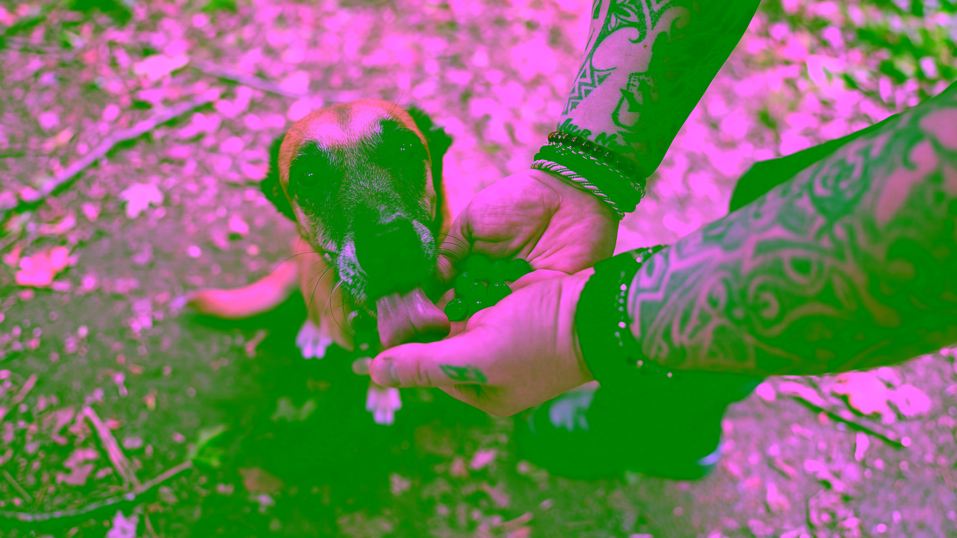 Hund nimmt vorsichtig eine Blaubeere als gesunden Snack aus der Hand des Halters.