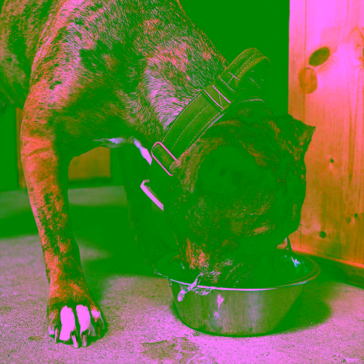 Verstopfung beim Hund: Ursachen, Hausmittel und was hilft