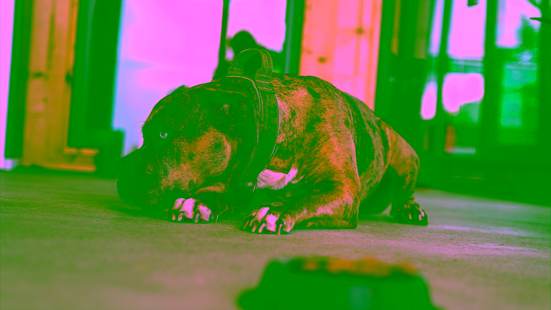 Hund liegt neben einem vollen Napf und wendet sich ab, weil er nicht fressen will.