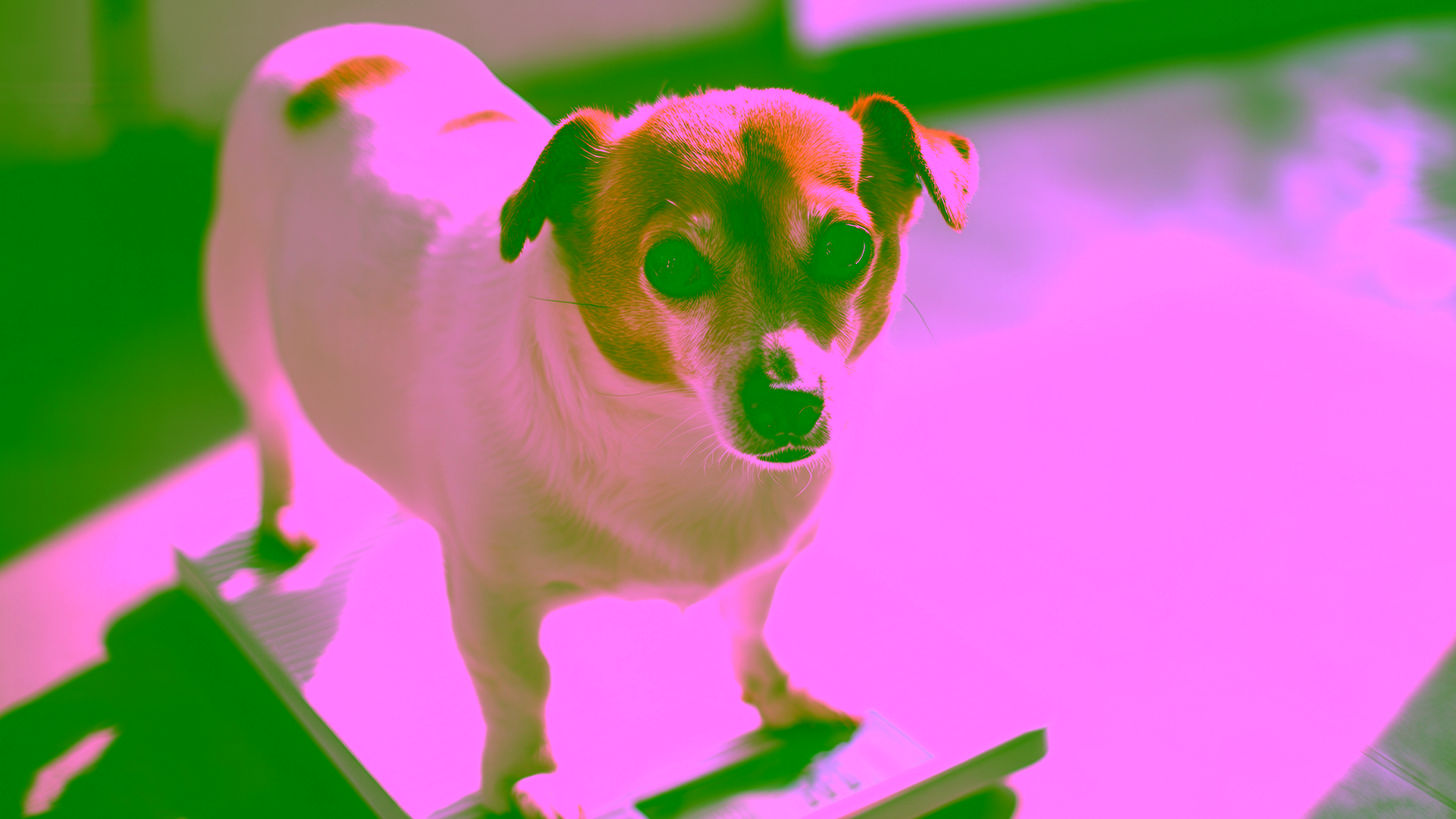 Hund wird auf einer Waage gewogen, um sein Gewicht und Übergewicht zu kontrollieren.