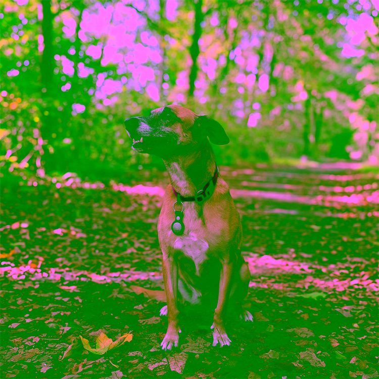 Analdrüsen beim Hund: Probleme erkennen, richtig handeln und vorbeugen