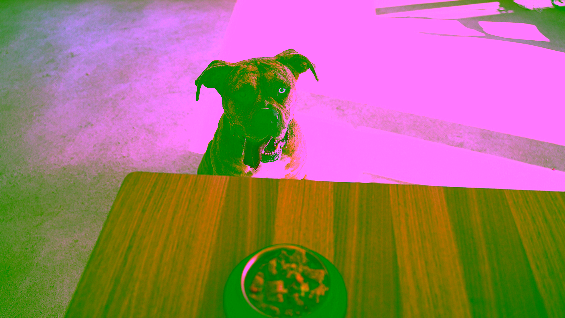 Hund blickt sehnsüchtig auf Lebensmittel auf dem Tisch, von denen einige für Hunde giftig sind.