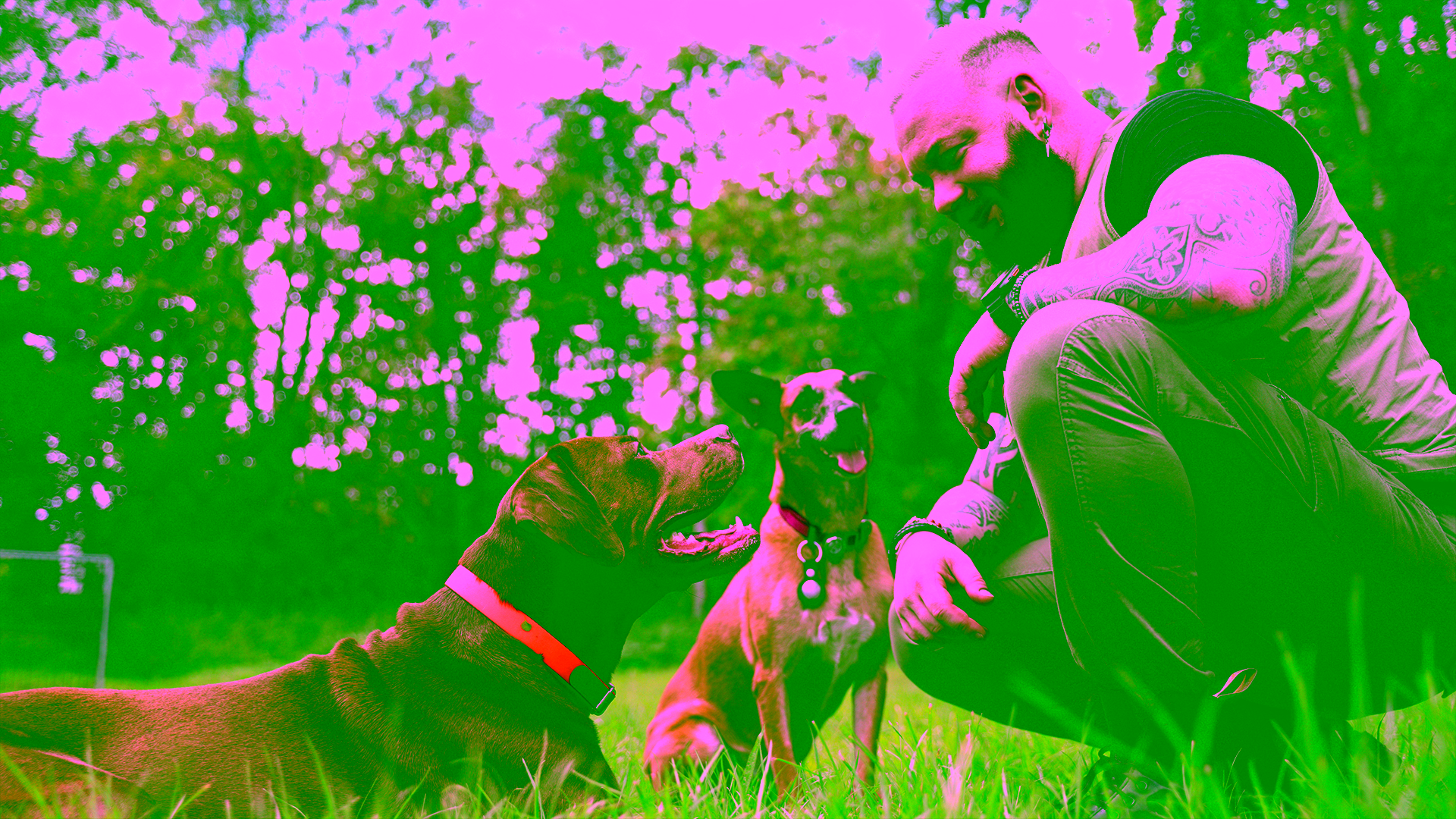 Großer Hund liegt ruhig, während der Halter ihn auf Anzeichen einer Hüftdysplasie beobachtet.