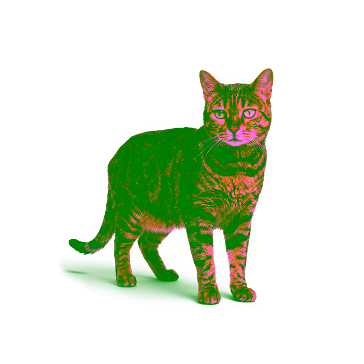 Für deine Katze.