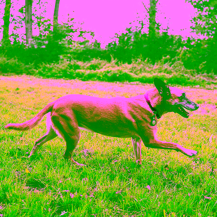 MSM, Glucosamin und Chondroitin für Hunde: Wirkung, Anwendung und Nutzen