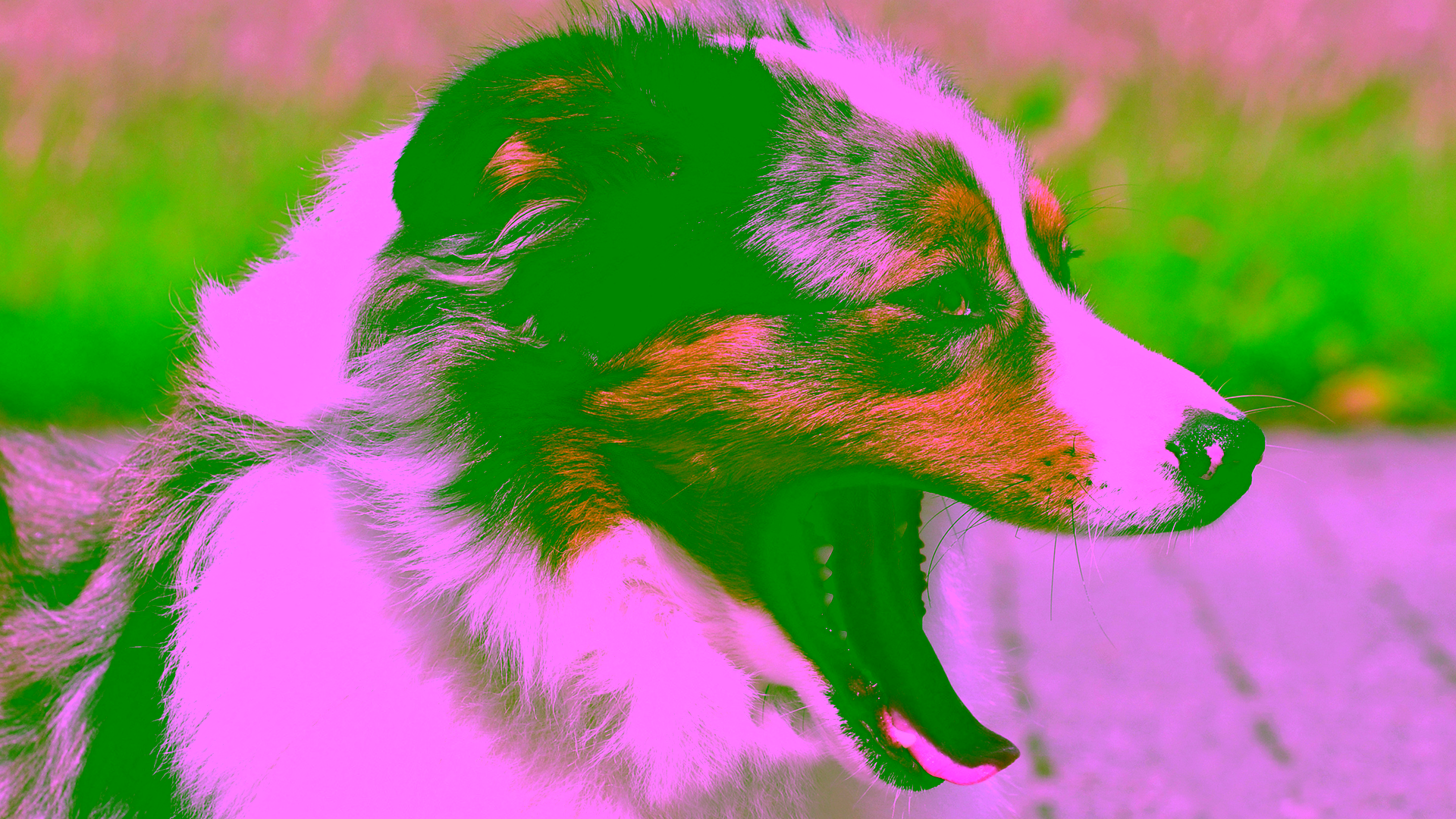 Hund öffnet das Maul, der Atem gibt Hinweise auf die Ursache von Mundgeruch.