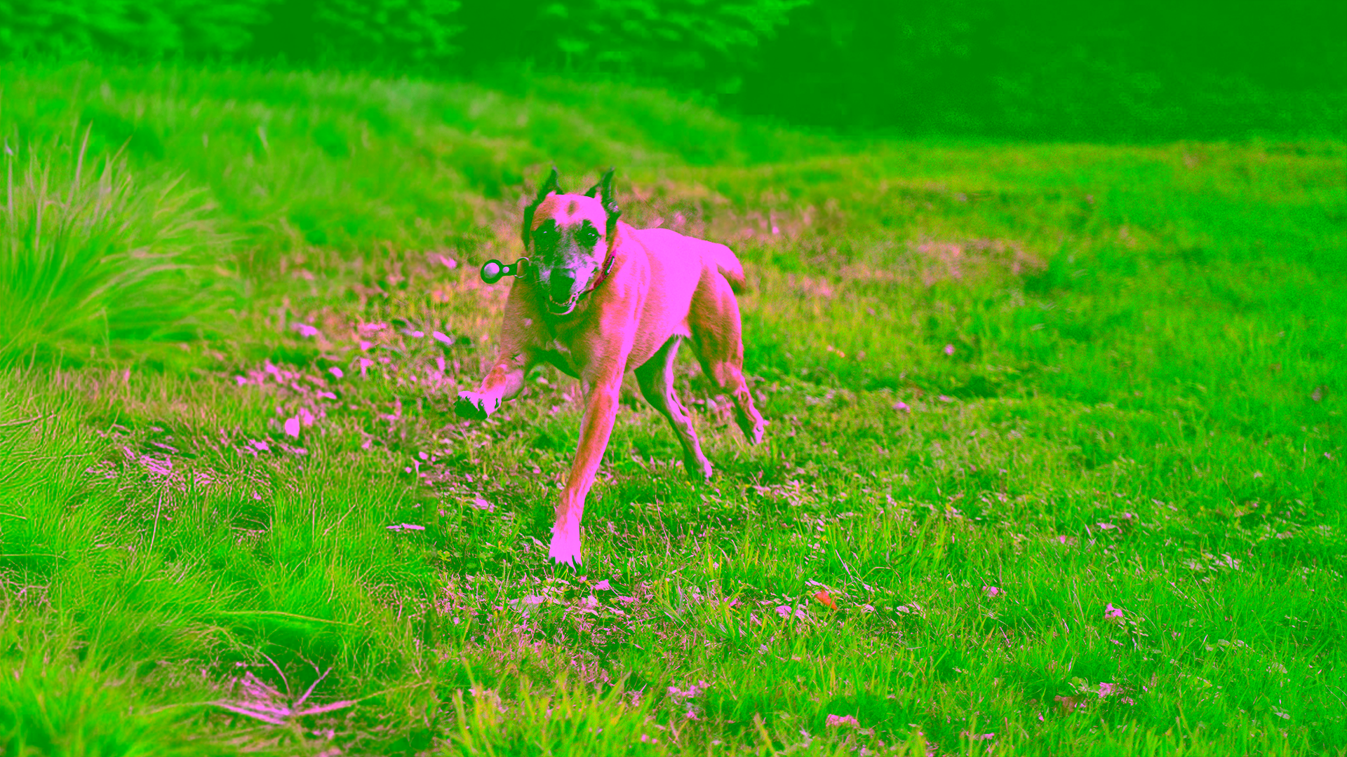Vitaler Hund mit glänzendem Fell als Zeichen einer gesunden Darmflora und Verdauung.