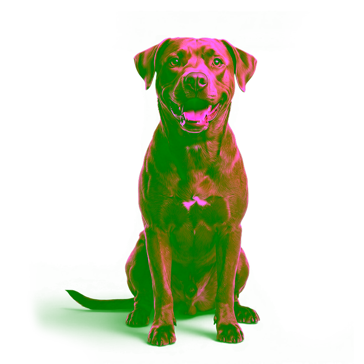 Für deinen Hund.