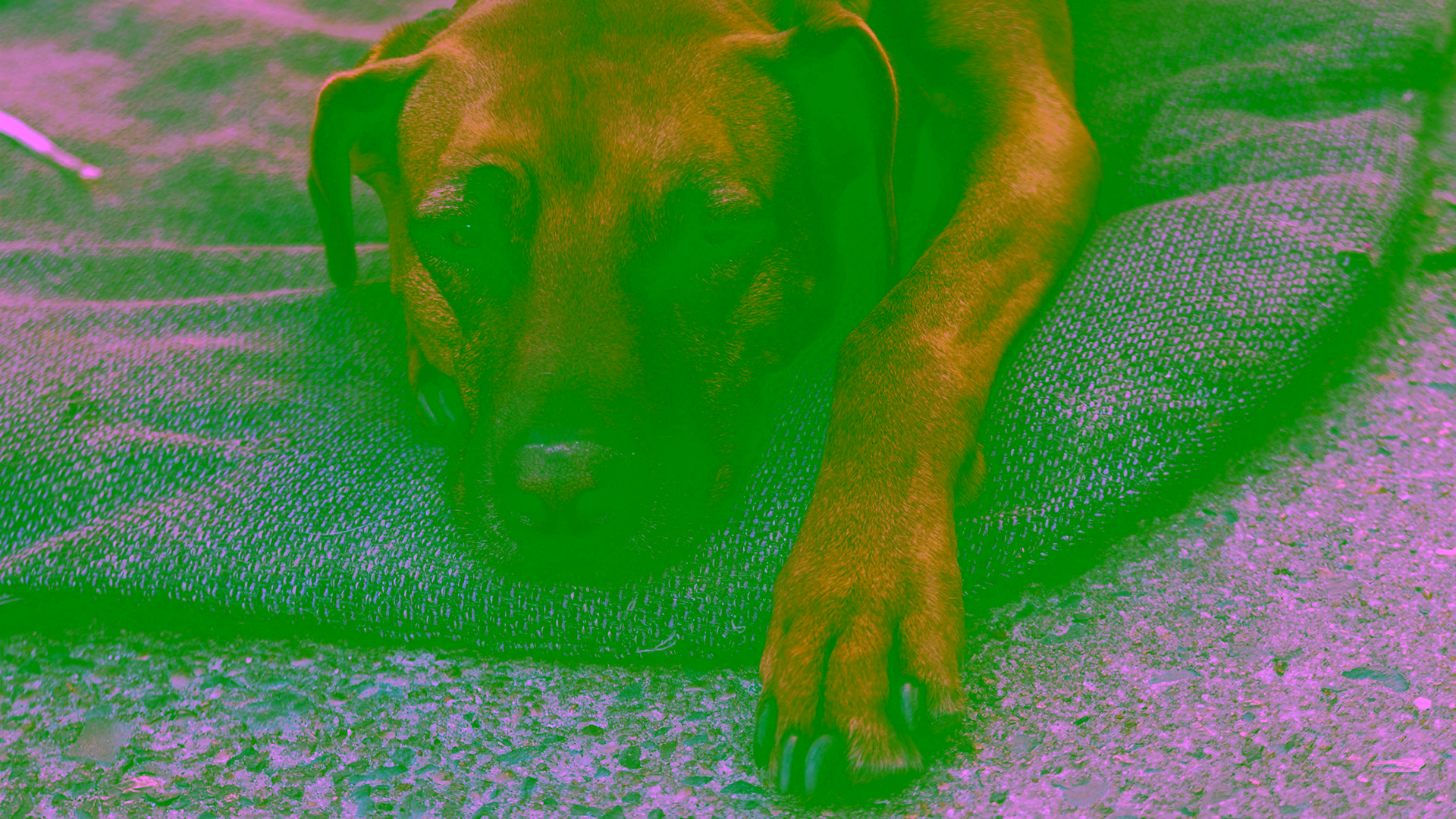Hund ruht auf einer Decke, während der Halter ihn nach dem Erbrechen aufmerksam beobachtet.