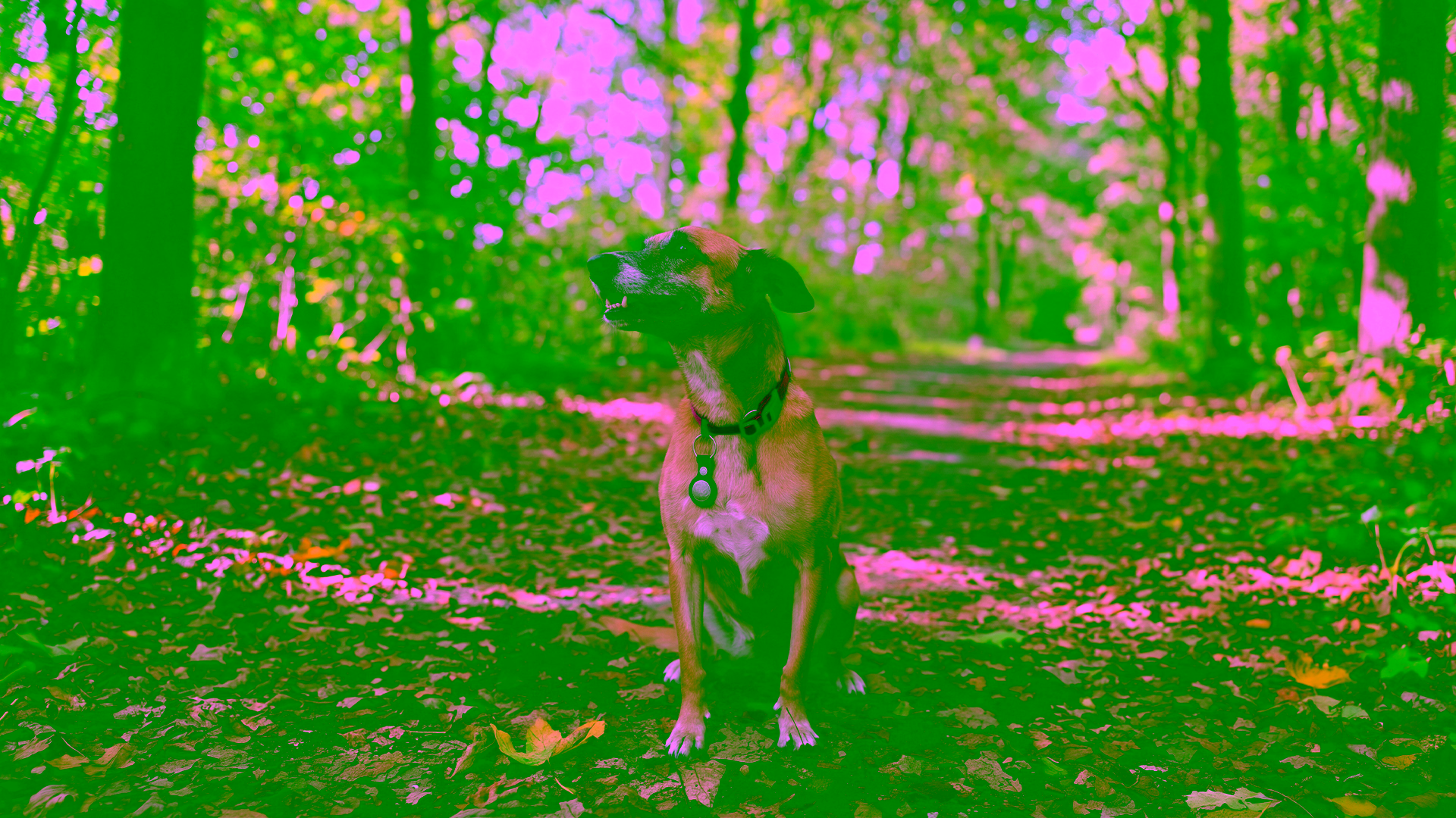Hund sitzt entspannt beim Spaziergang, gesunde Analdrüsen entleeren sich meist von selbst.