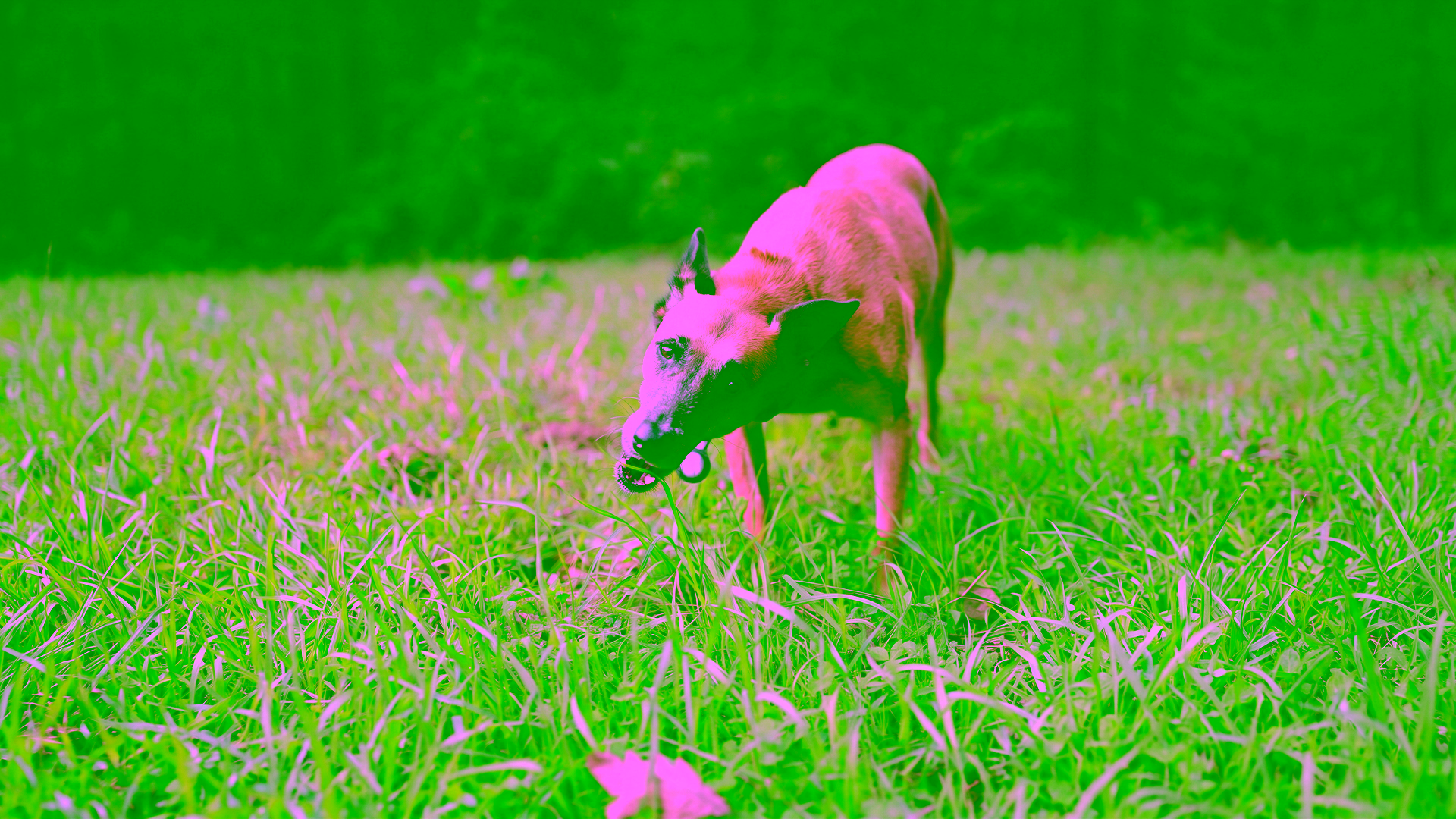 Hund frisst Gras auf einer Wiese, ein mögliches Anzeichen für Sodbrennen und Magenübersäuerung.