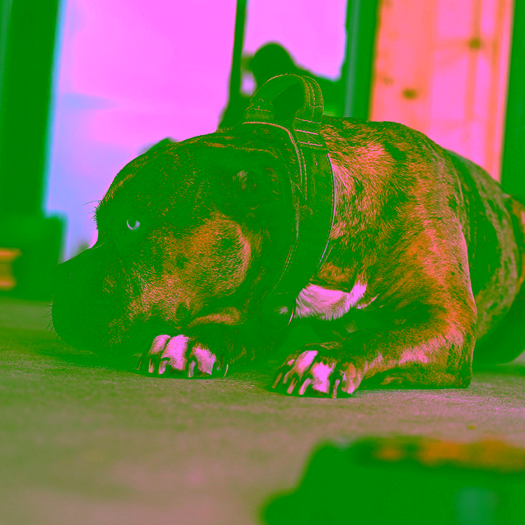 Hund frisst nicht: Ursachen erkennen und richtig reagieren