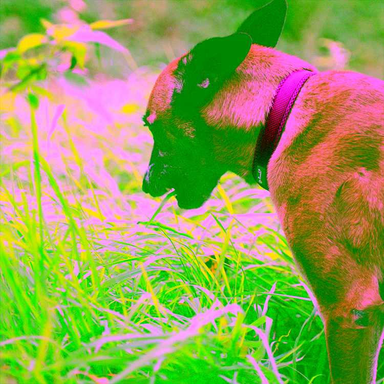 Warum frisst mein Hund Gras? Gründe, Risiken und was du tun kannst