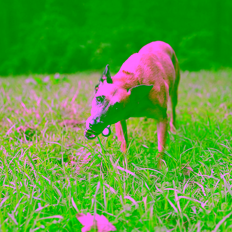 Sodbrennen beim Hund: Symptome erkennen und richtig helfen