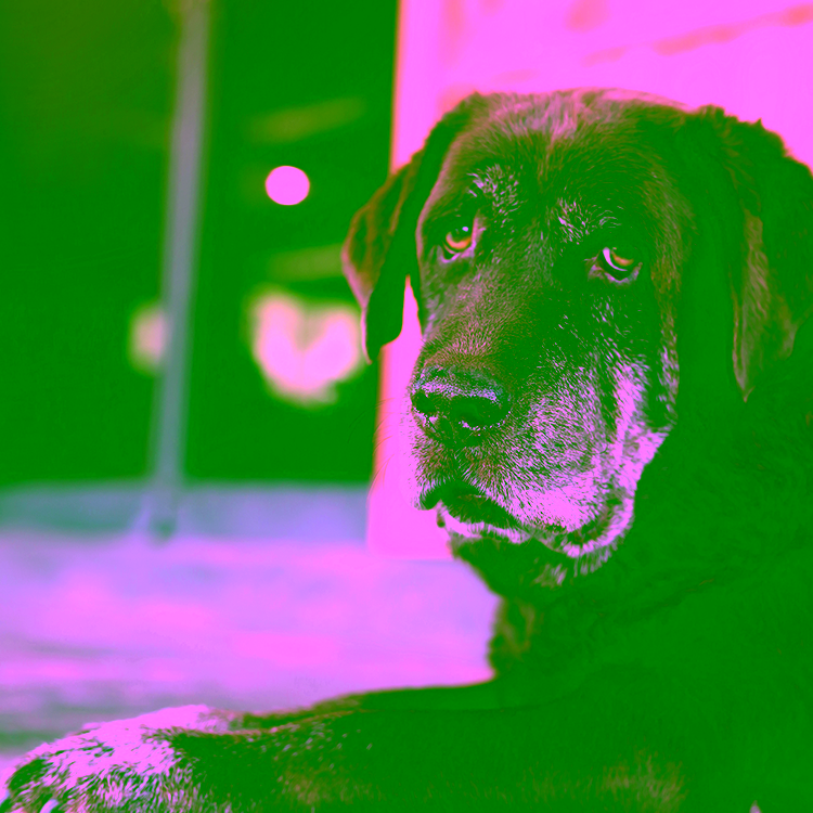 Arthrose beim Hund: Symptome erkennen und richtig helfen