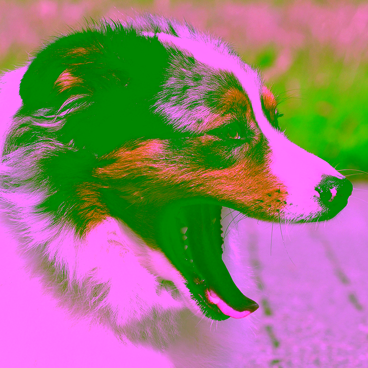 Mundgeruch beim Hund: Ursachen, Hausmittel und was wirklich hilft